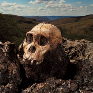 First of Our Kind: Could <i>Australopithecus sediba</i> Be Our Long Lost Ancestor?