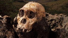First of Our Kind: Could <i>Australopithecus sediba</i> Be Our Long Lost Ancestor?