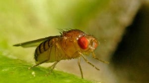 Gut Microbes Help Keep Starved Flies Fecund