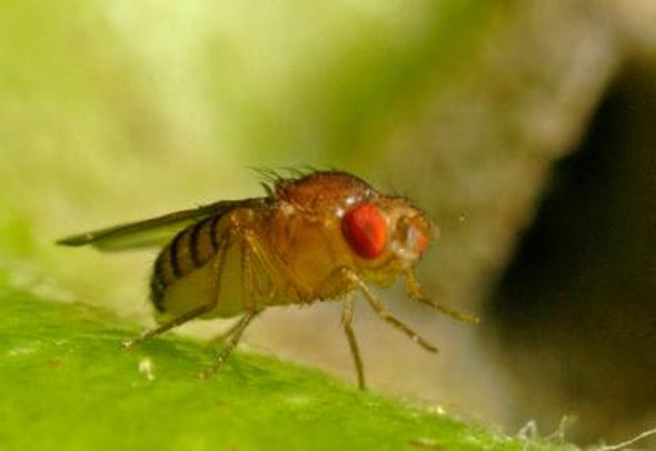 Gut Microbes Help Keep Starved Flies Fecund