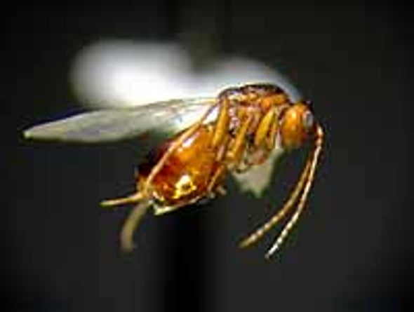 Wasps Tamper with Plant Chemistry to Woo Mates