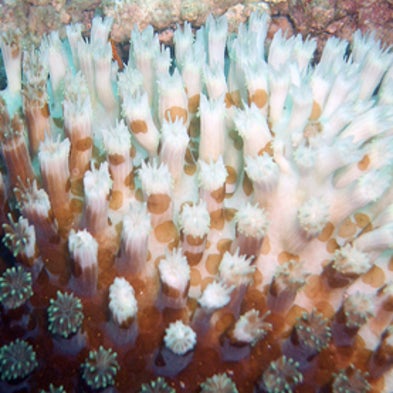 Major, Worldwide Damage to Corals Seen This Year