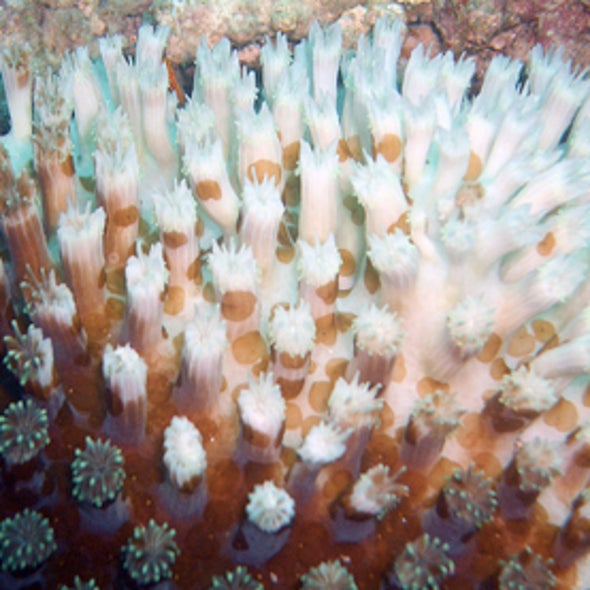 Major, Worldwide Damage to Corals Seen This Year