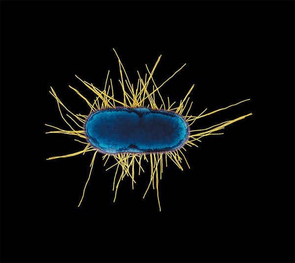 Artificially colored view of E. coli.