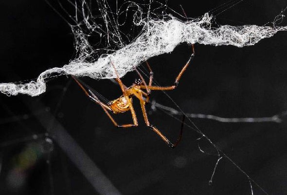 Male Black Widows Poach Rivals' Approaches