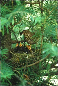 Nature Notes: I found a baby bird, now what?