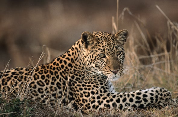 Big Cats and People Live in Close Quarters in India