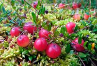 Cranberries Fruit