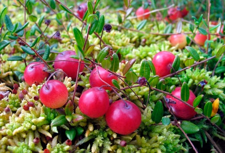Cranberry bog with a handful of red berries.