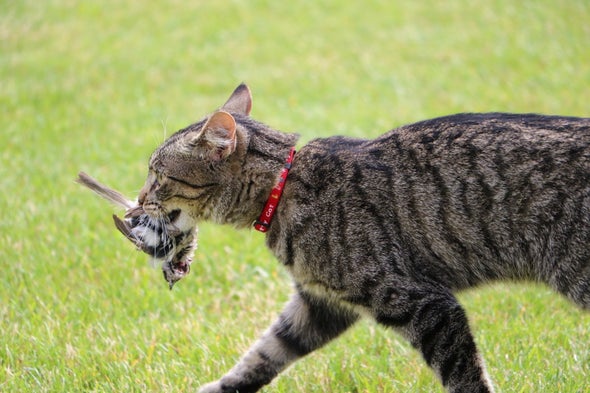 New Data on Killer House Cats - Scientific American