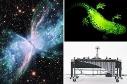 From Rapping Robots to Glowing Frogs: Our Favorite Fun Stories of 2020