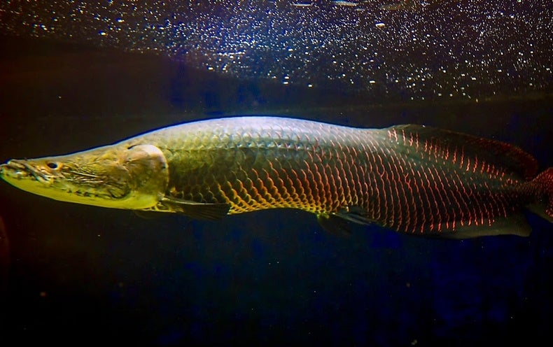 Can We Really Eat Invasive Species into Submission? - Scientific American
