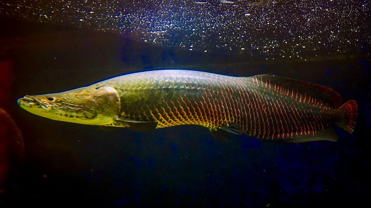 New fish species discovered after decades of popularity in the aquarium  trade