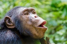 Human Speech Evolution Gets Lip-Smacking Evidence