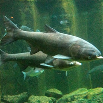 asian-carp-invasion-pictures-of-hot-naked-women-show-their-pussy