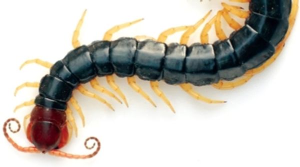 Centipede and Snake Venoms Form a Basis for New Pain Drugs - Scientific ...