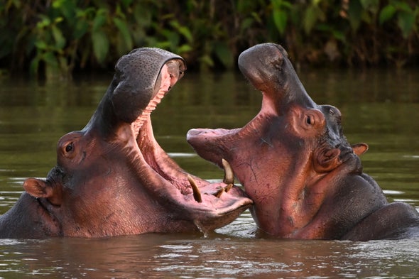 Colombia's 'Cocaine Hippo' Population Is Even Bigger Than Scientists Thought