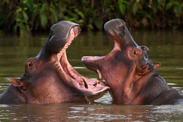 Two hippos in water growling at each other.