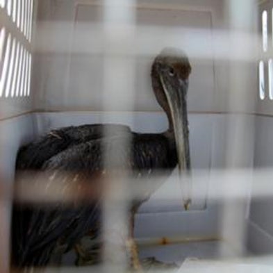 How Did the BP Oil Spill Affect Gulf Coast Wildlife? [Slide Show]