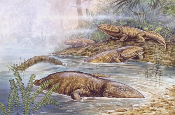 Illustration of Ichthyostega amphibians on marsh shore.