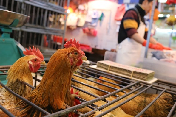 WHO Report on COVID Pandemic Origins Zeroes In on Animal Markets