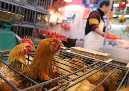 Poultry vendor selling live chickens at wet market in Kowloon City, China.