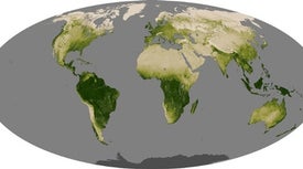 Earth Stopped Getting Greener 20 Years Ago