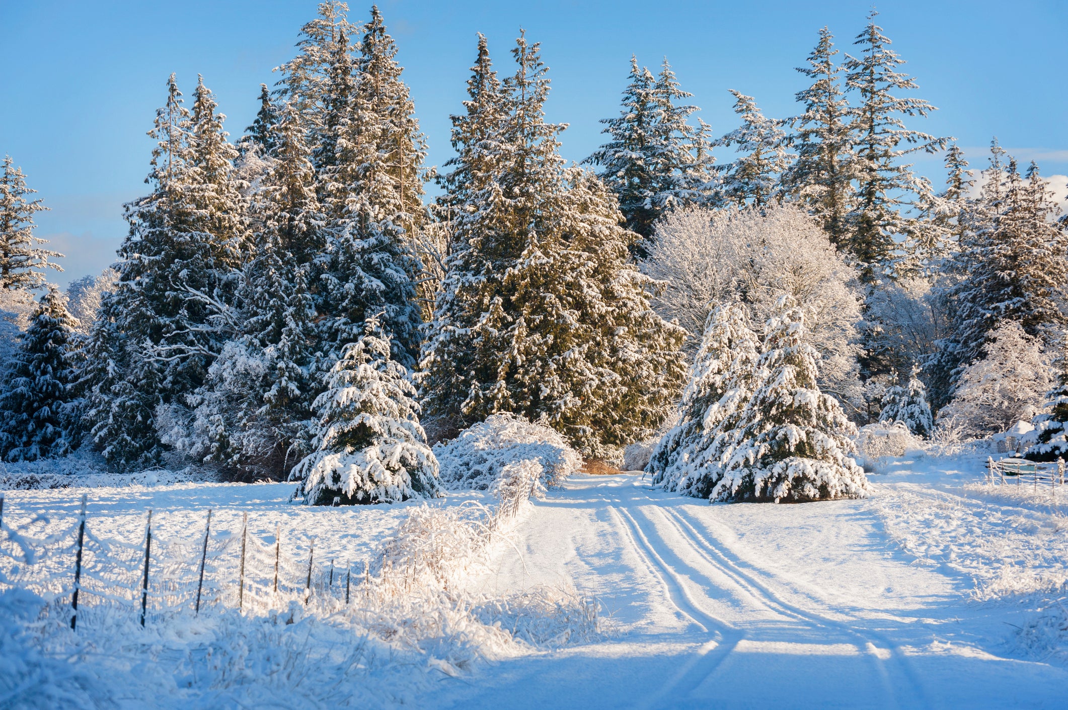 Love Snow? Here's How It's Changing - Scientific American