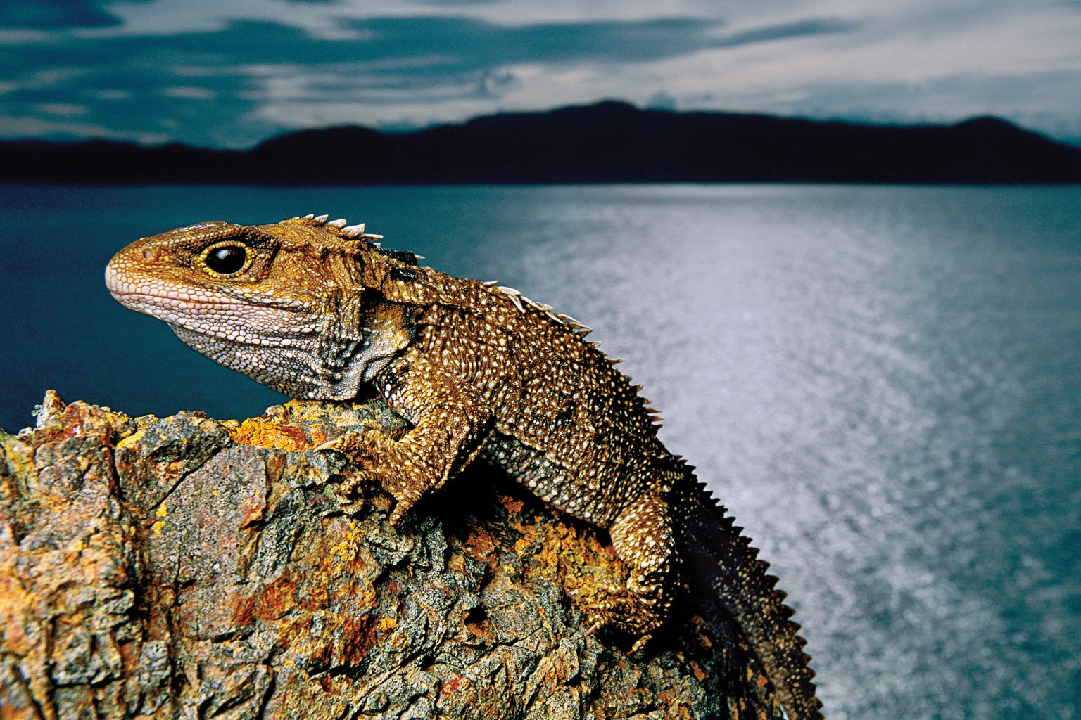 An evolutionary idea: Scientists watch lizards released on island