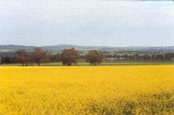 Study Shows How Far GM Pollen Spreads