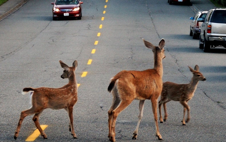 Roadkill Animals Are Surprising Sources of Drug Discovery - Scientific  American