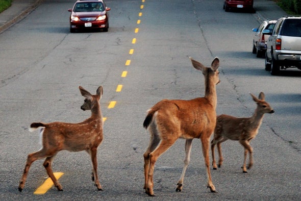 Roadkill Animals Are Surprising Sources of Drug Discovery