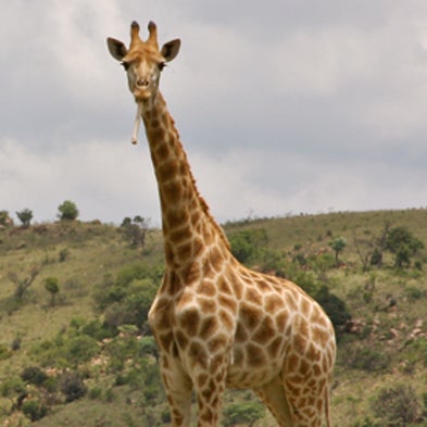 Giraffes Eat Bones--and Other Things I Learned on Safari [Slide Show]