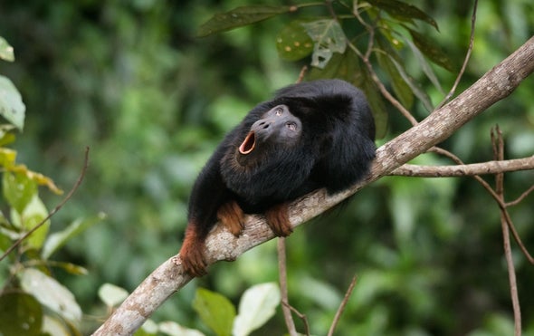 Science Sound(E)scapes: Head-Banging and Howling in the Amazon