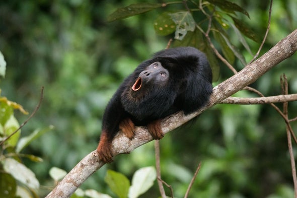 Science Sound(E)scapes: Head-Banging and Howling in the Amazon