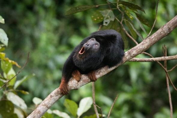 Science Sound(E)scapes: Head Banging and Howling in the Amazon