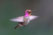 Evolution Turns These Knobs To Make A Hummingbird Hyperquick And A 