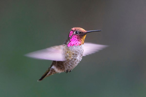 Male Anna's Hummingbird (Calypte anna) displays its gorget while hovering in flight