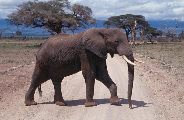 Elephant Footprints Become Tiny Critter Havens