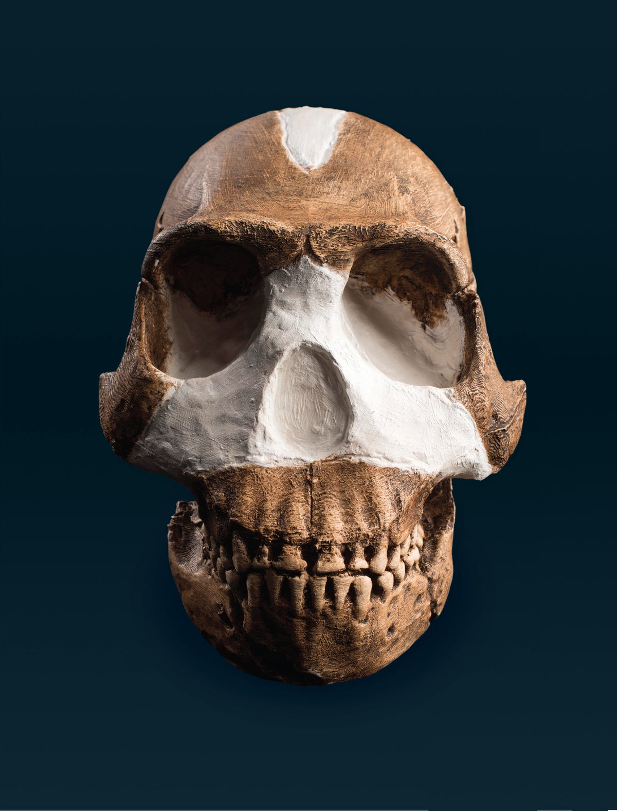 Controversy and Excitement Swirl around New Human Species | Scientific  American