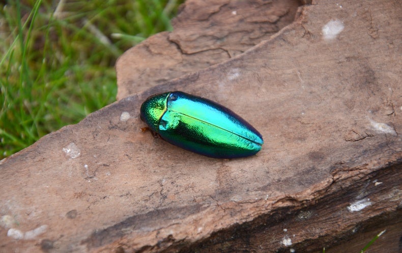 Jewel Beetles’ Iridescent Shells Deter Hungry Birds—By Freaking Them Out