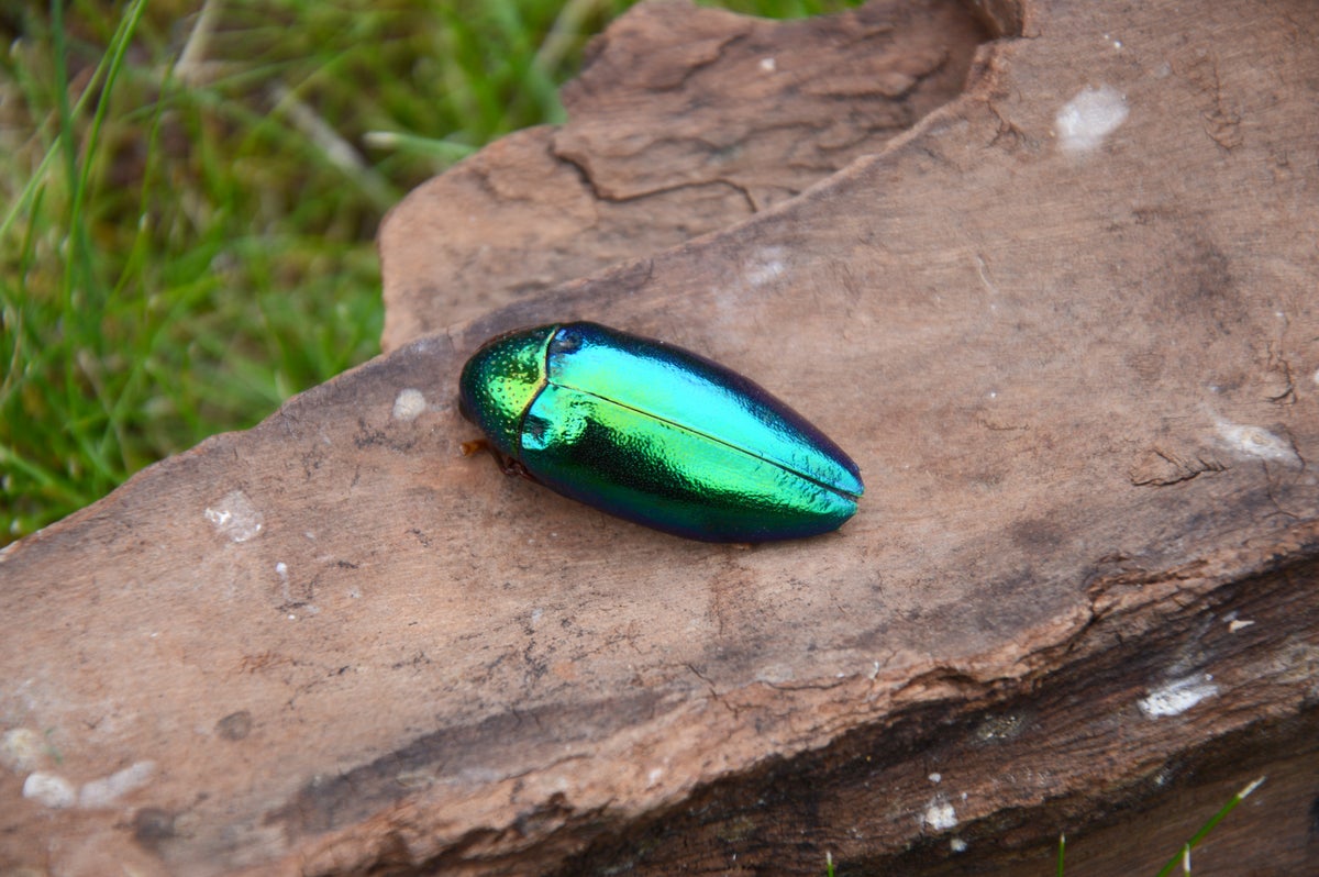 Jewel Beetles' Iridescent Shells Deter Hungry Birds--By Freaking