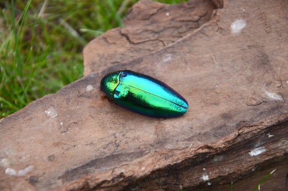 Jewel Beetles' Iridescent Shells Deter Hungry Birds--By Freaking Them Out