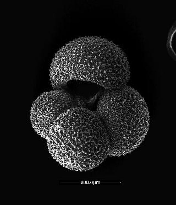 Proof on the Half Shell: A More Acidic Ocean Corrodes Sea Life