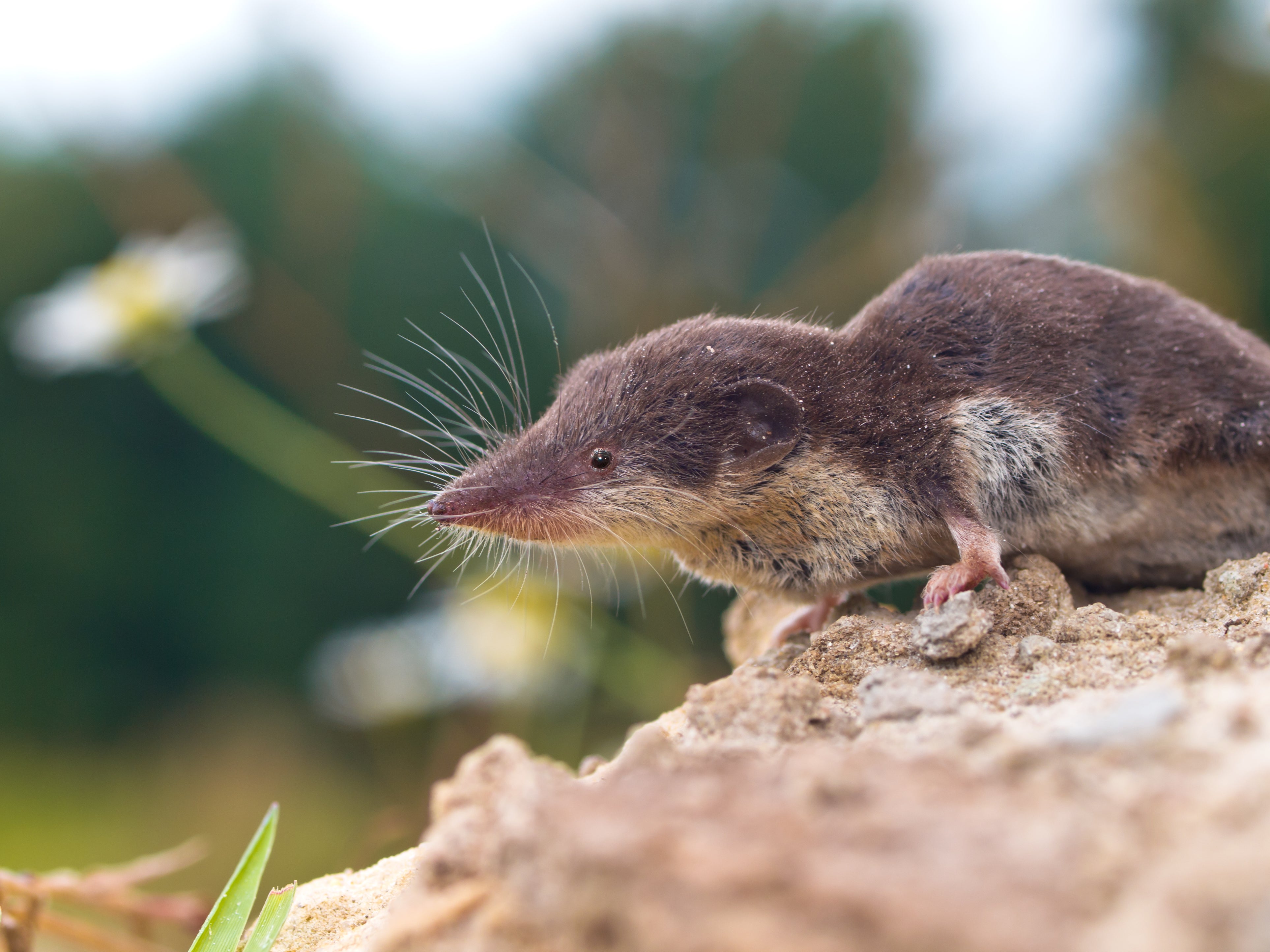 top-150-shrew-images-animal-merkantilaklubben