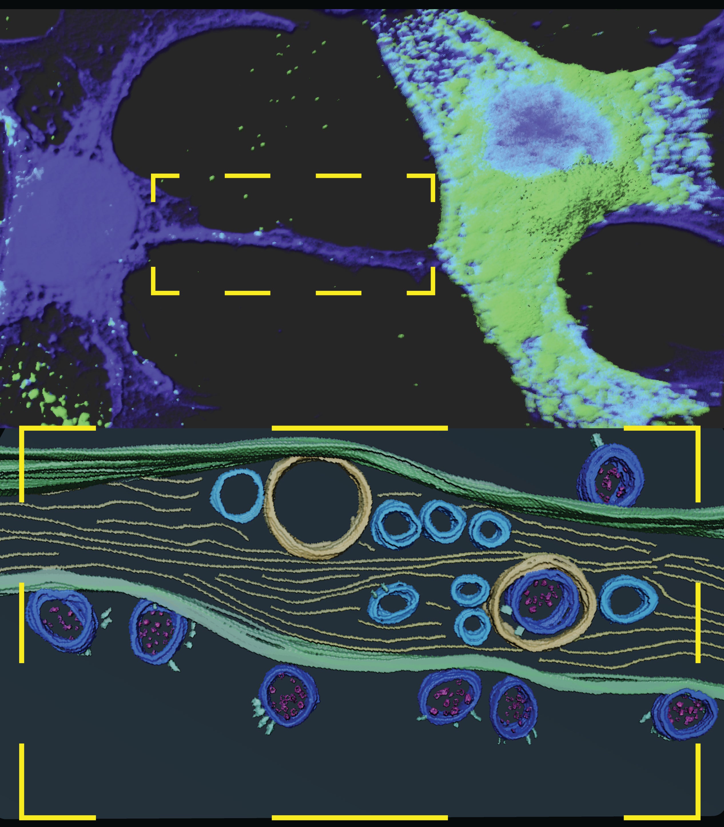 Photo of COVID Virus