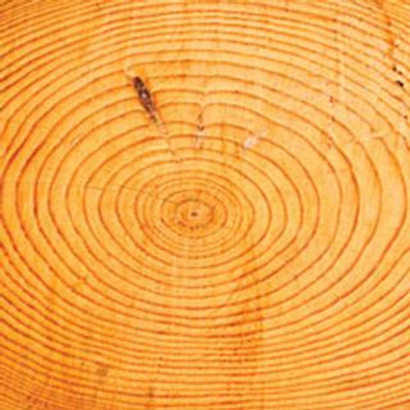 Novel Analysis Confirms Climate "Hockey Stick" Graph Scientific American