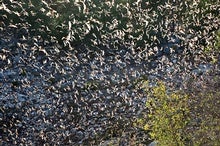 These Hawks Have Figured Out How to See the Bat in the Swarm