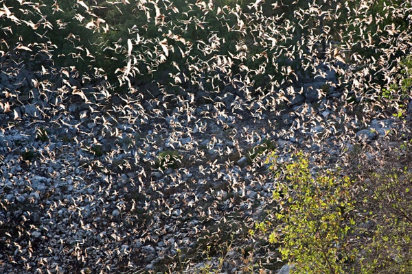 Thousands of bats fly in the air from a large cave completely covering the scene