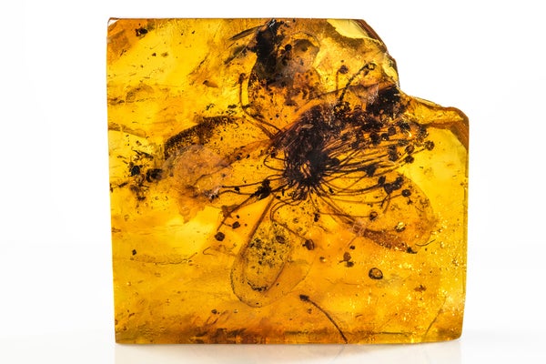 Translucent flower set in amber